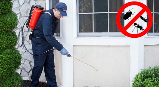 Zeytinburnu Kemirgen İlaçlama böcek ilaçlama ve haşere kontrolü — ilaclama-tr.com